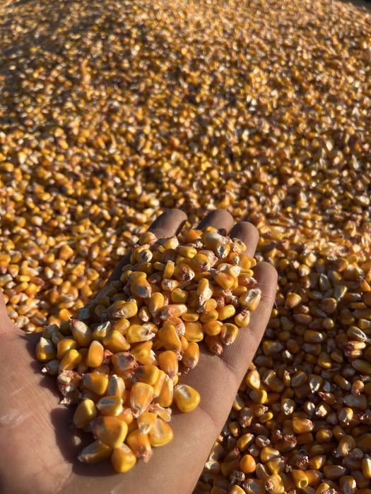 Porumb 2025!!!//////