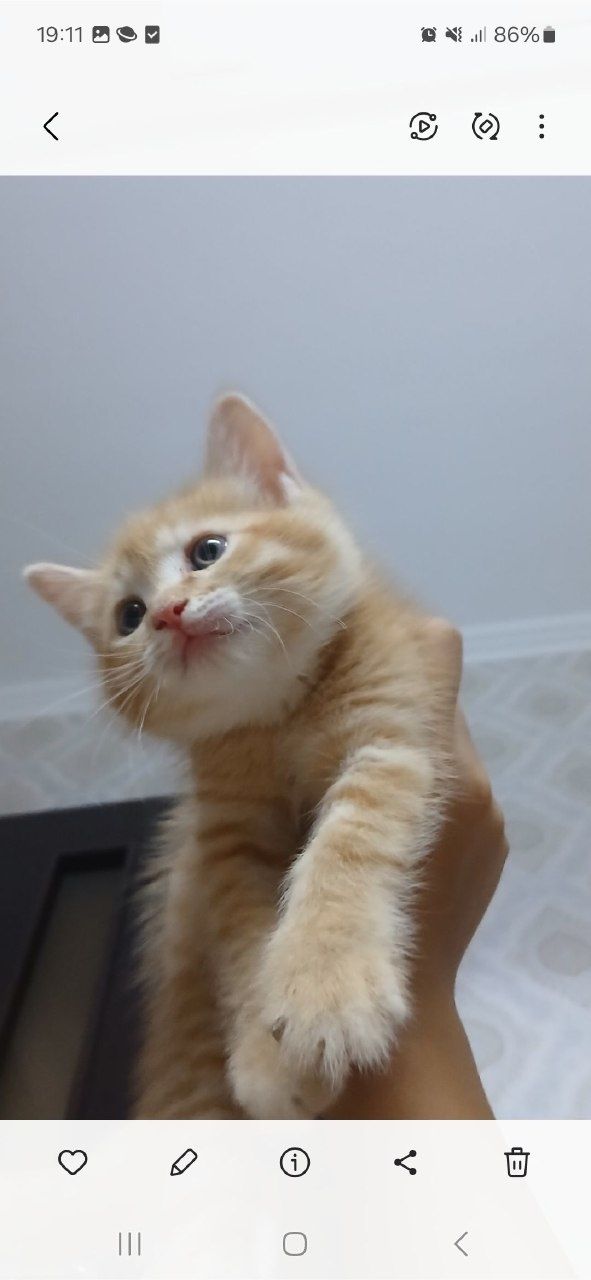 1 oylik uy mushugi hadya qilinadi top toza ozoda boqilgan