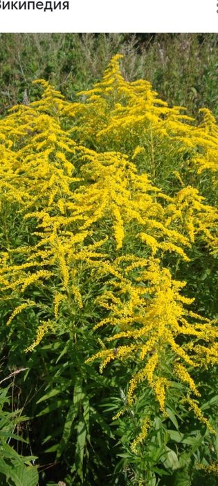 Золотарник канадский