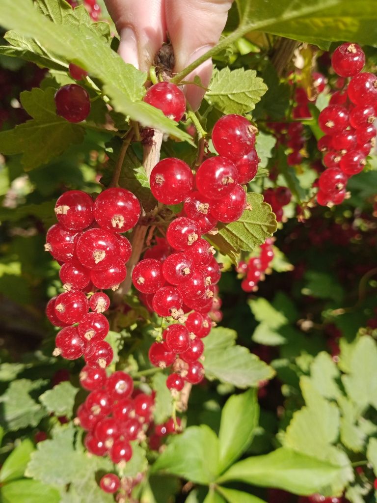 Продам красную смородину и жёлтую смородину