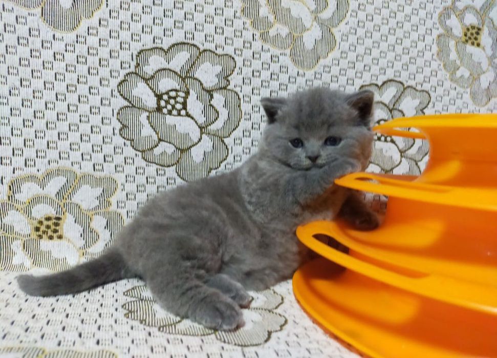 Британские Котята.