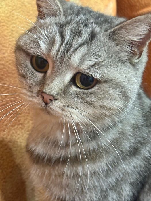 Кошечка в добрые руки