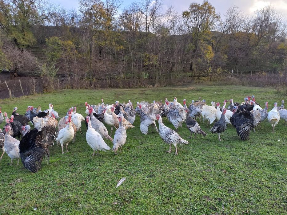 Vând curcani și curci de tara
