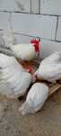 Oua gaini leghorn pt incubat