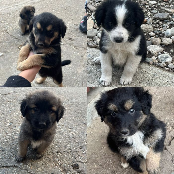 Donez Cățeluși și pisicuțe