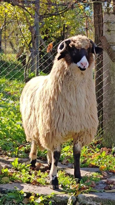 Vand stramior si miel crudan