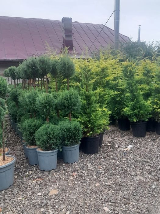 Vând plante ornamentale la oferta