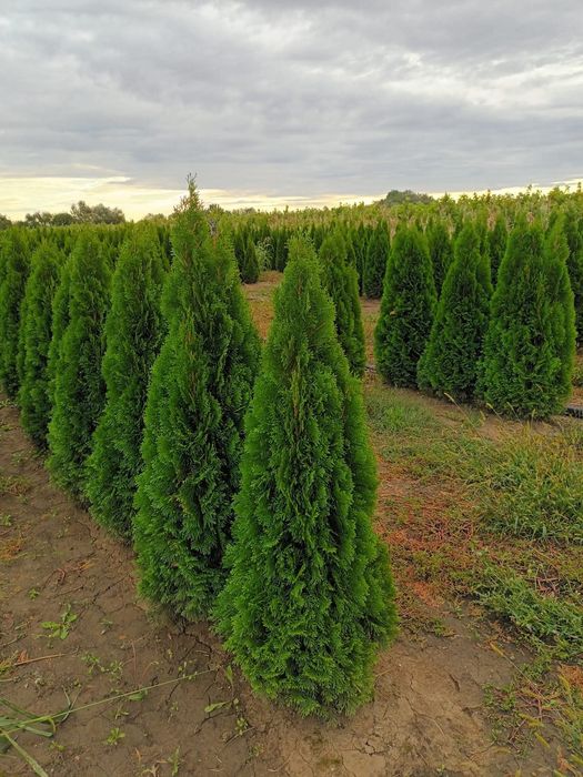 Vând tuia thuja smaragd diferite dimensiuni