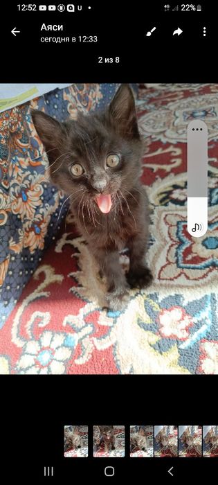 Мушукчалар бор икки дона