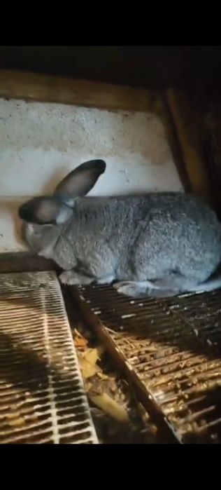 Зайцы, породы великан.