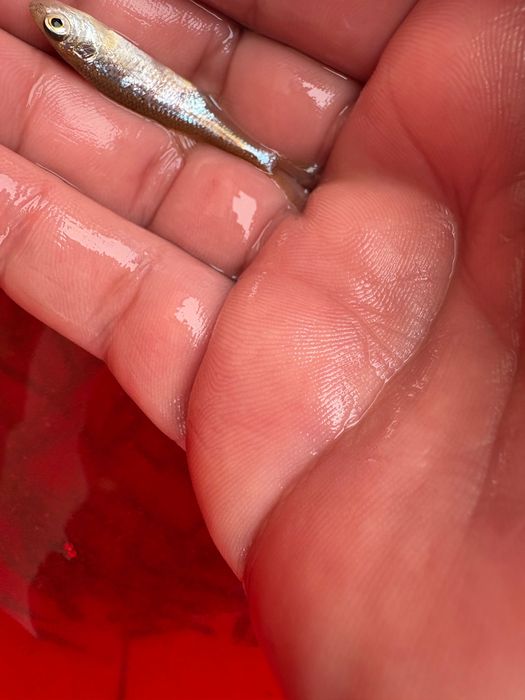 Pestisori pentru biban