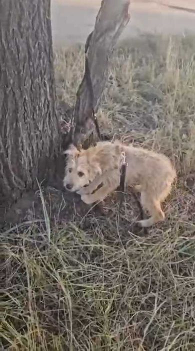 Подкинули собаку! Срочно нужен дом!