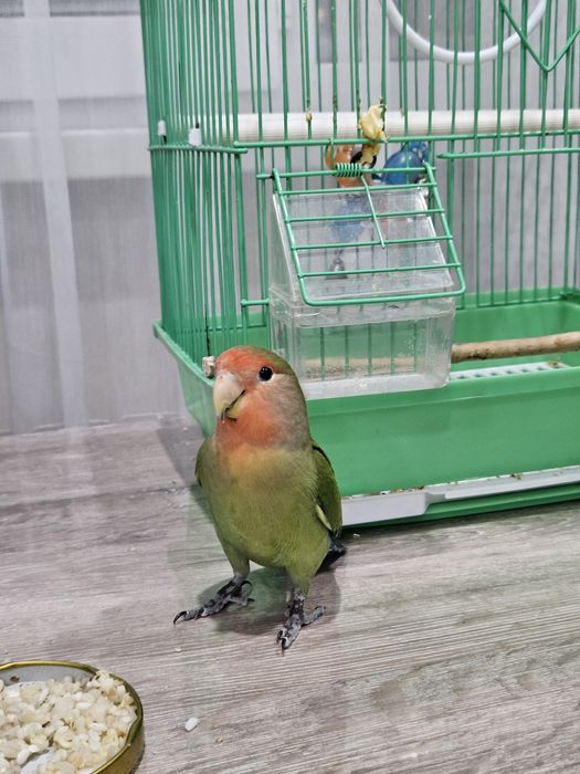 Попугай неразлучник