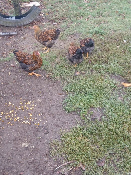 Wyandotte GSG 4+1 200 lei bucata