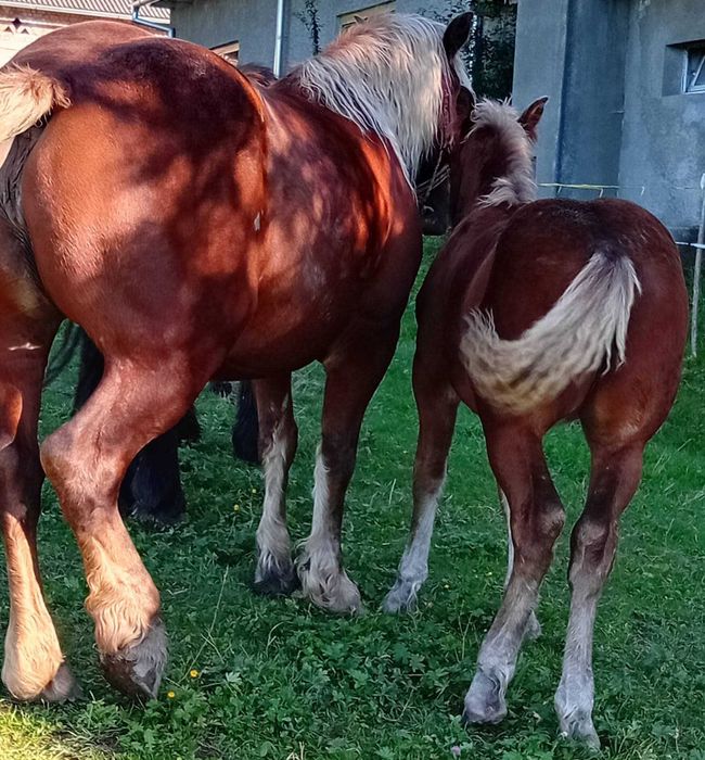 Iapa 4 Ani cu manza 4 luni