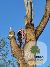 Alpinisti utilitari doborâre arbori defrișare tăiat copaci pomi Cluj