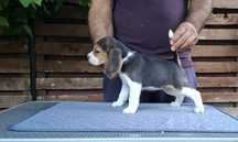 Fetiță beagle tricolor