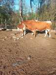 Junici gestante, 550 kg