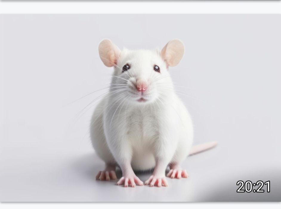 крысы  белые лабораторные