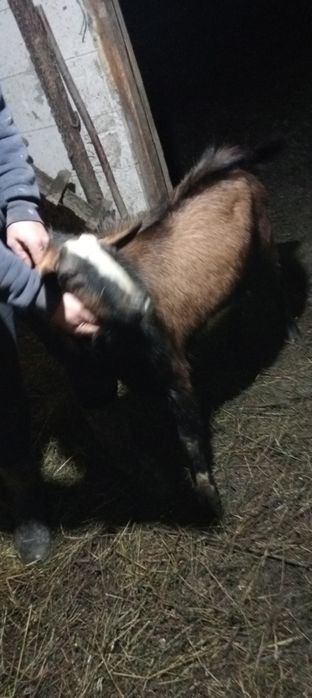 Țap de vânzare mai multe detalii la Nr de tel