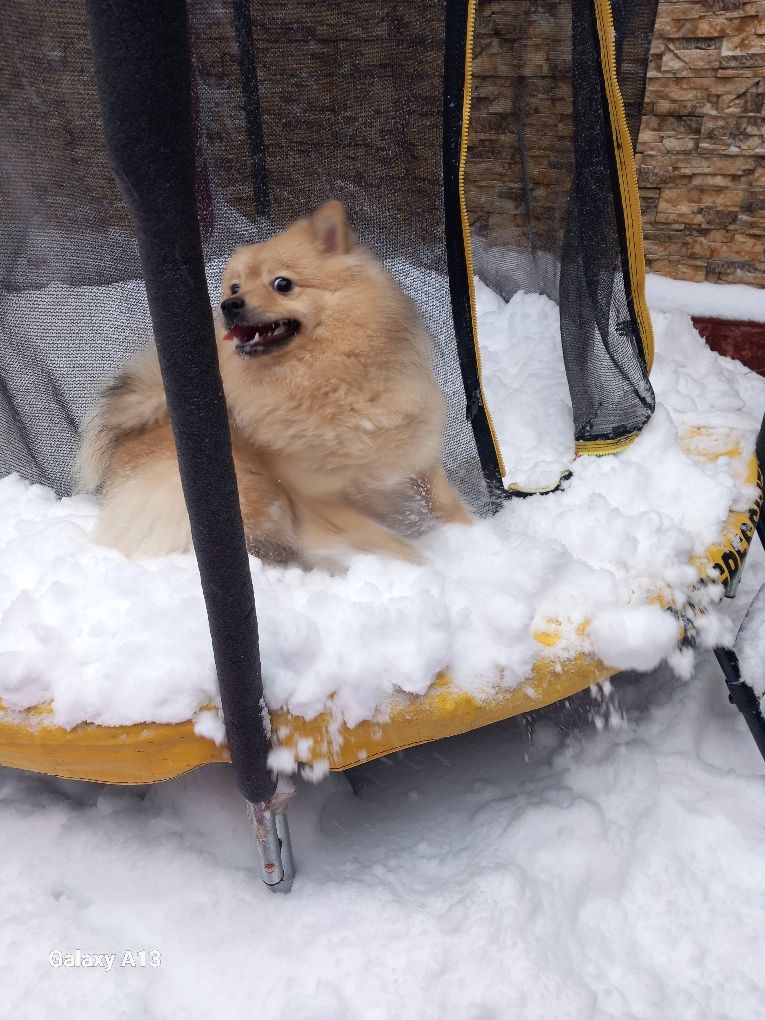 Vand Pomeranian vulpe