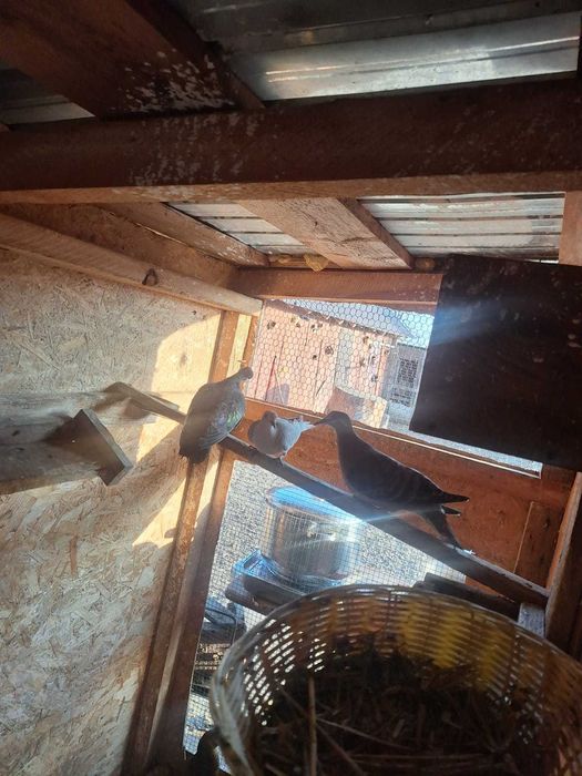 Turturele diamant răzătoare aripa de bronz Senegal