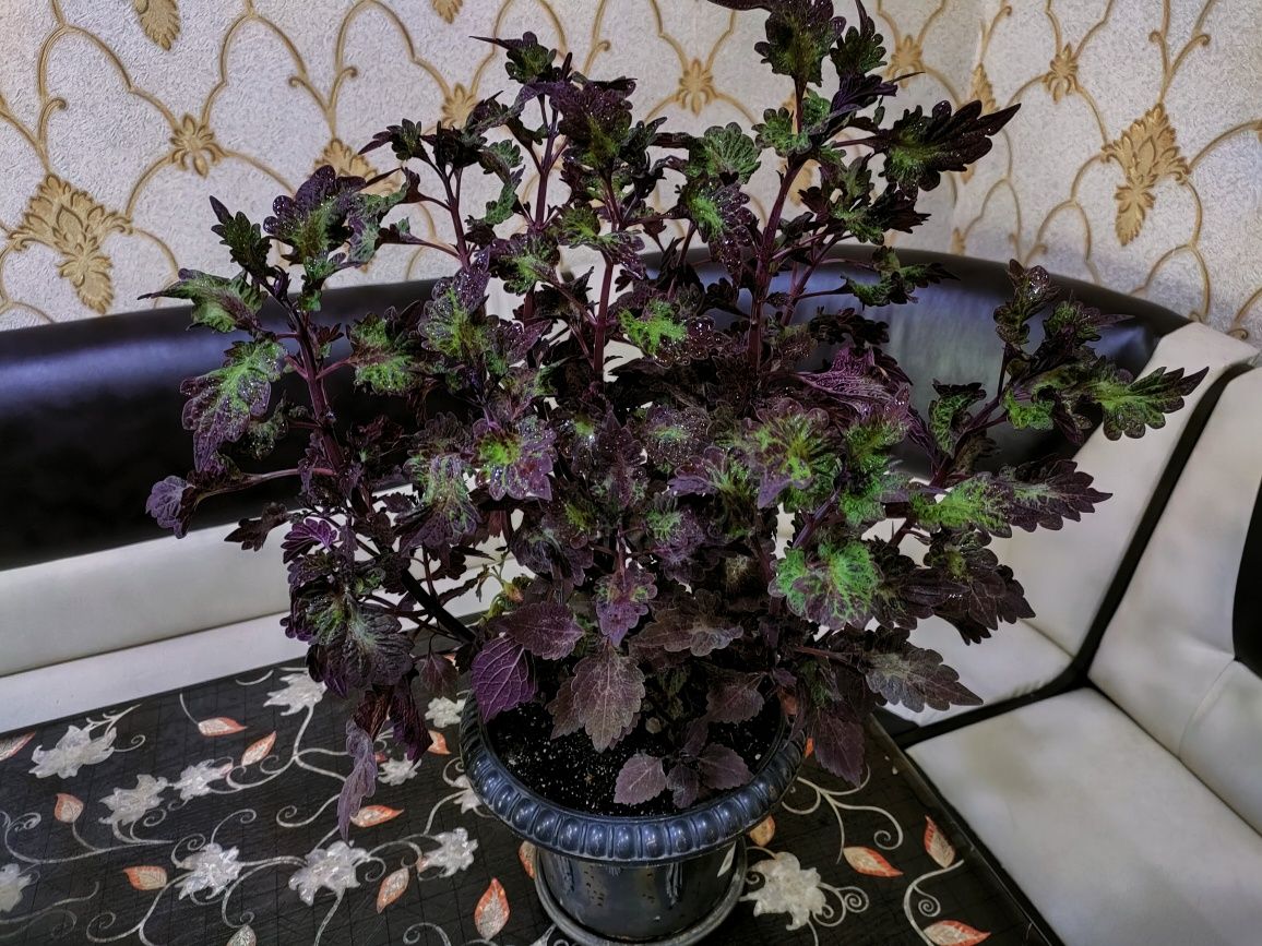 Колеусы, доставка