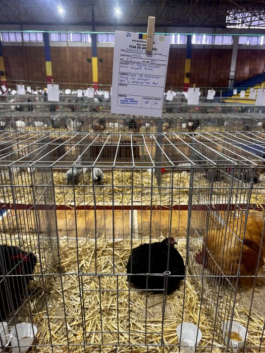 Familie Cochinchina Pitic negru/negru-bobat