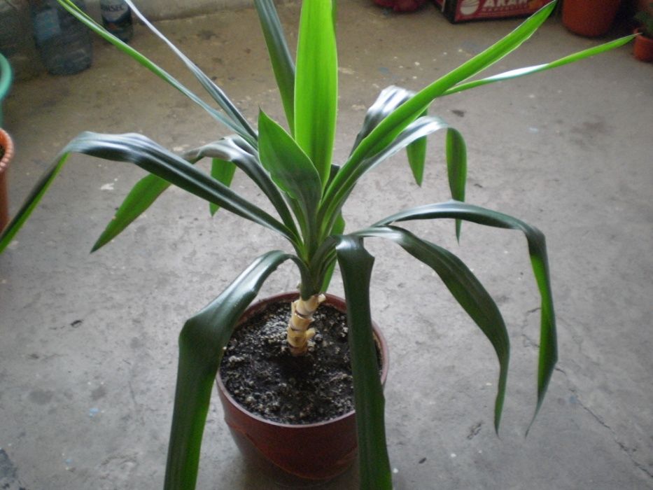 Planta de camera Yuca inaltime 150 cm