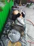 Котятаочень симпотичные