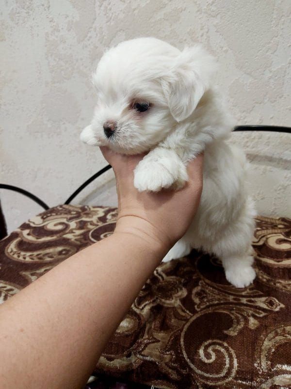 Bichon maltez. .