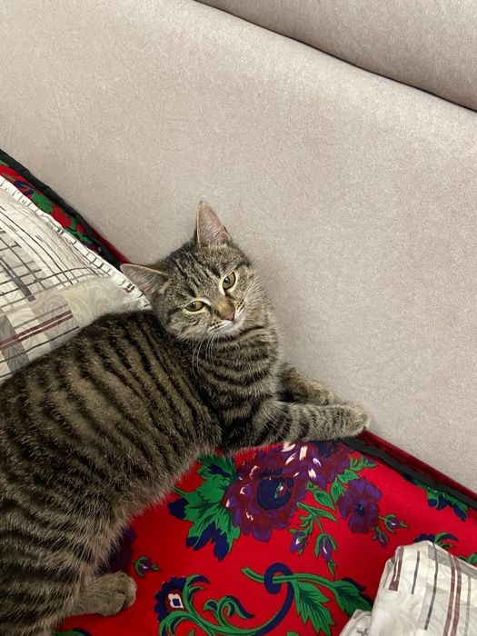 Отдам в хорошые руки