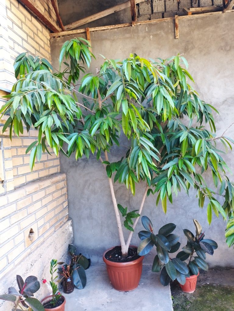 Daraxtdek o'sgan chiroyli gullar