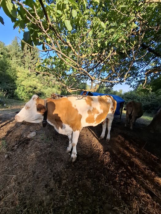 Vacă și vițea bălțată