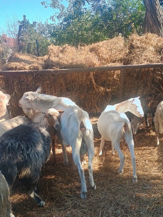 Țap în vârstă de 2,5 ani