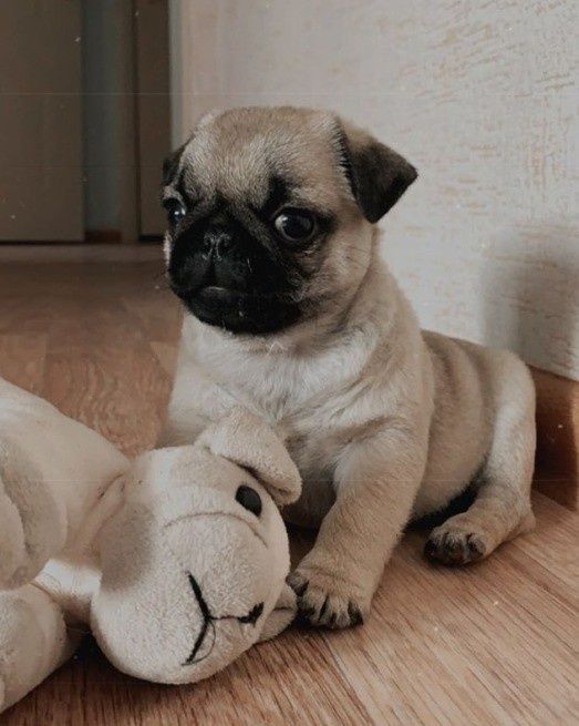 Мопс, 1,5 мес, щенки мопса