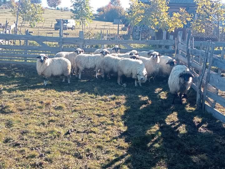 De vânzare 11 oi bune