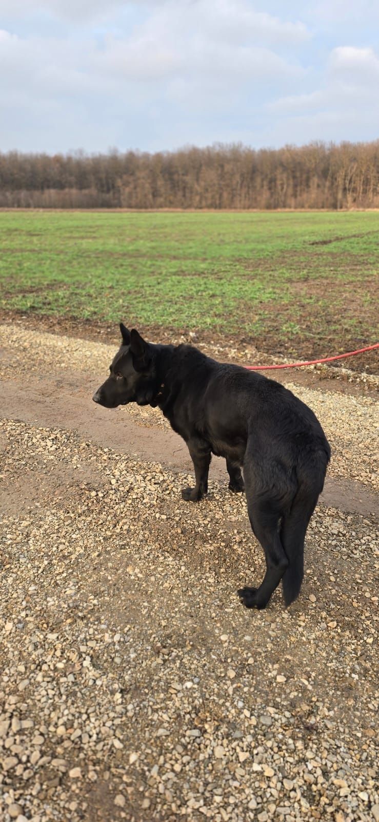 Ciobanesc german negru