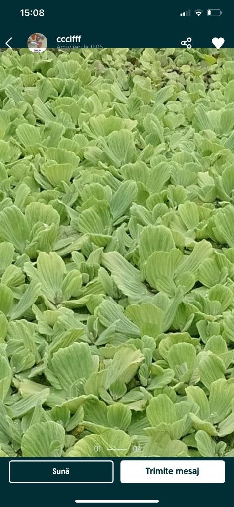 Zambile Amazoniene, Salata de Nil - Pistia, plante plutitoare , koi...