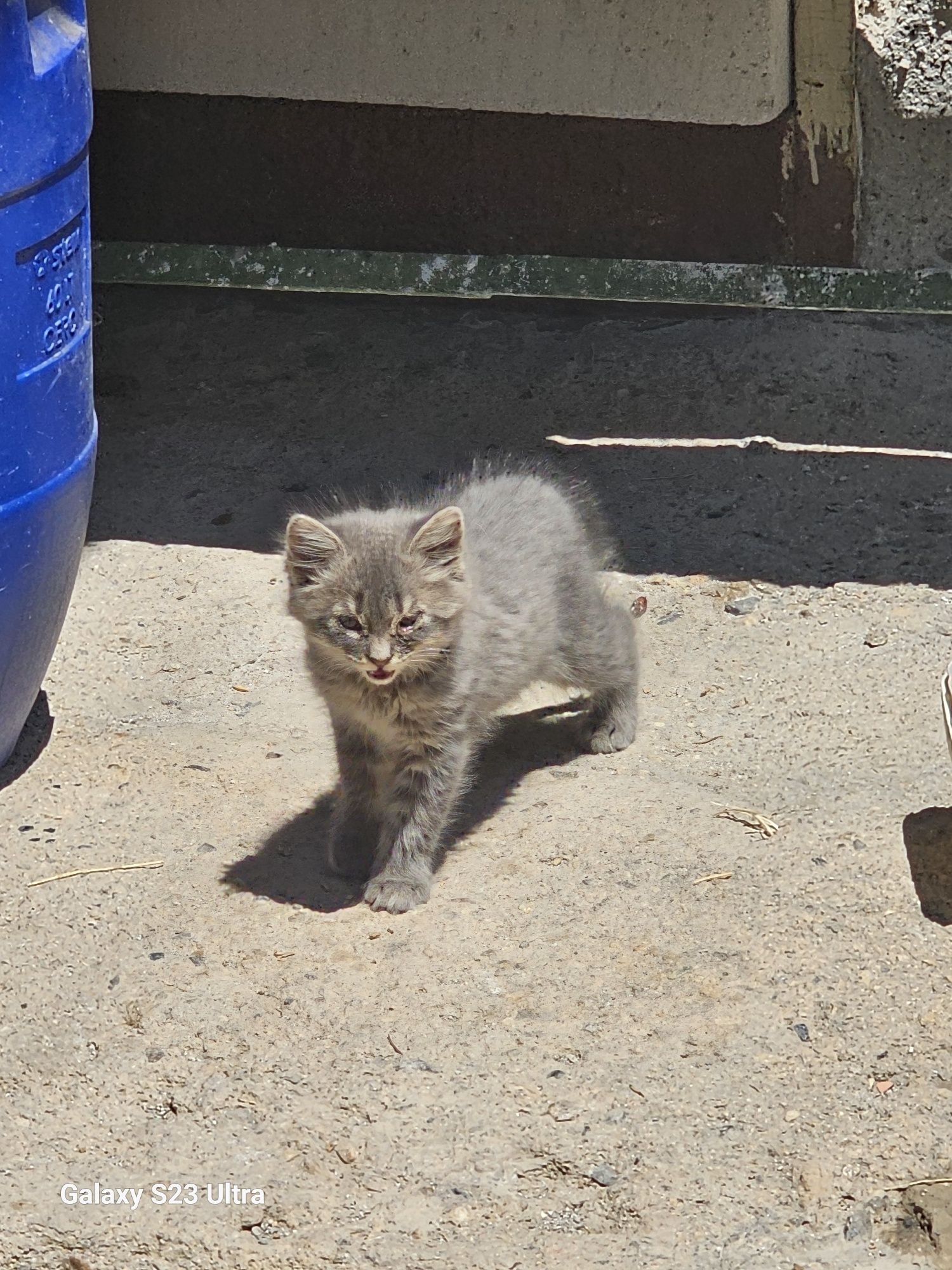Персийски котенца