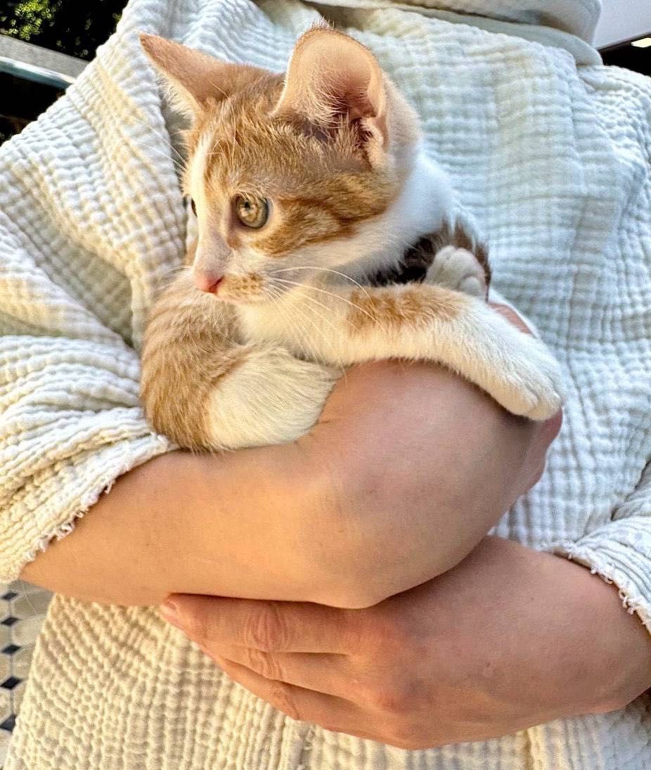 Котенок-девочка Бася ищет дом!