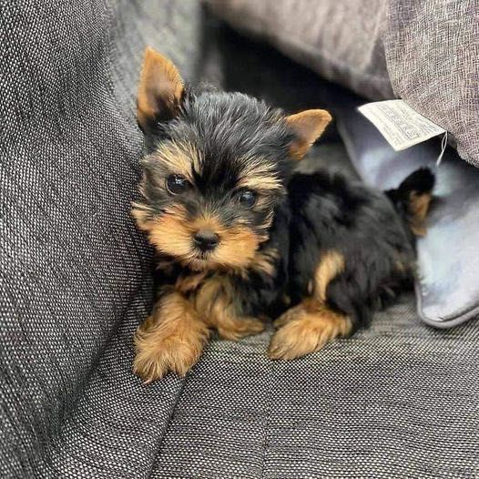 Yorkshire terrier talie mica