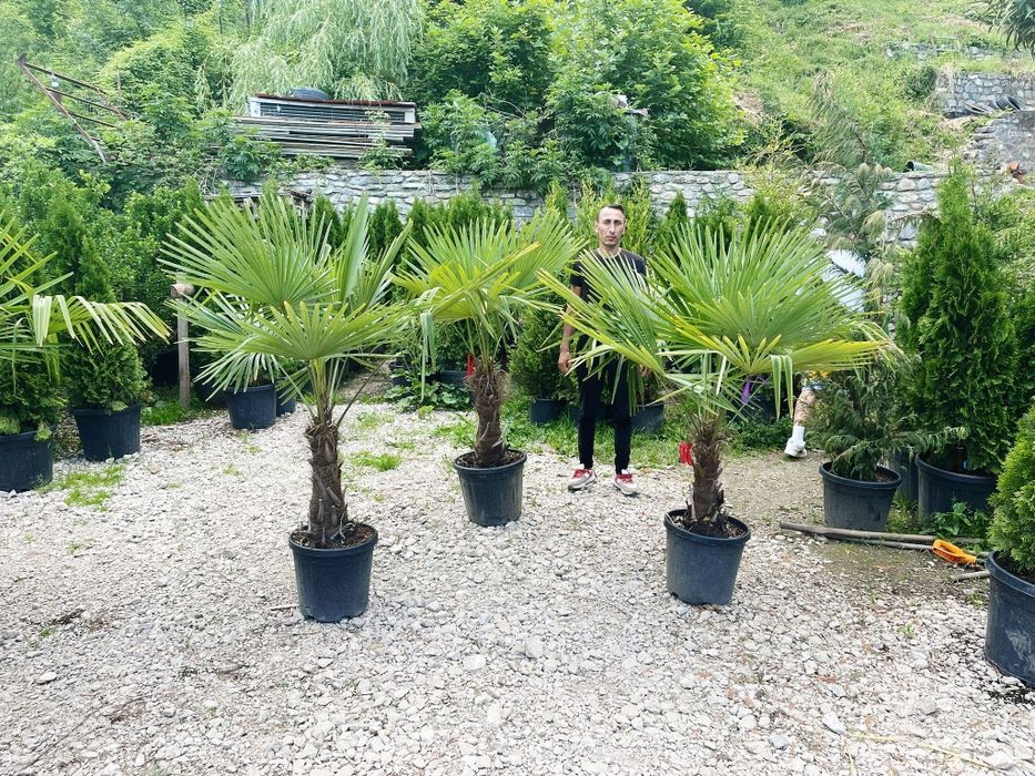Vindem palmieri trachycarpus fortunei -18 grade