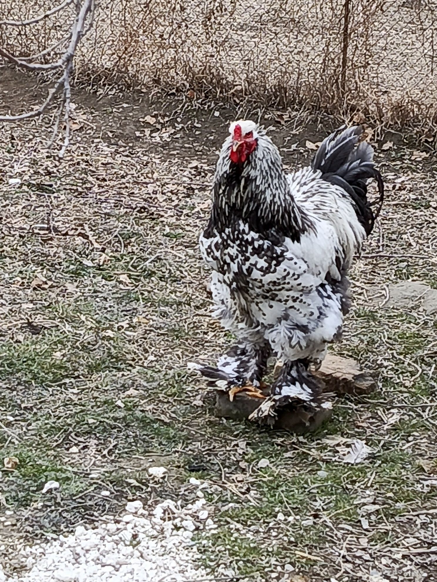 Brama xoʻroz sotiladi