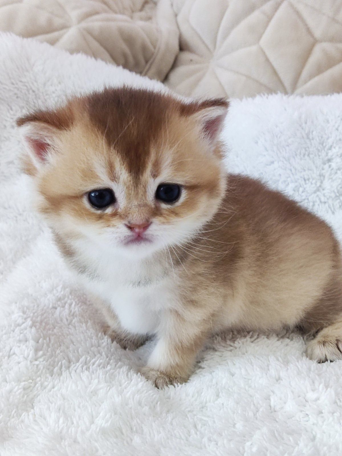 British shorthair NY 11 golden.