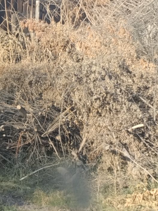 Ветки на дрова,бесалатно