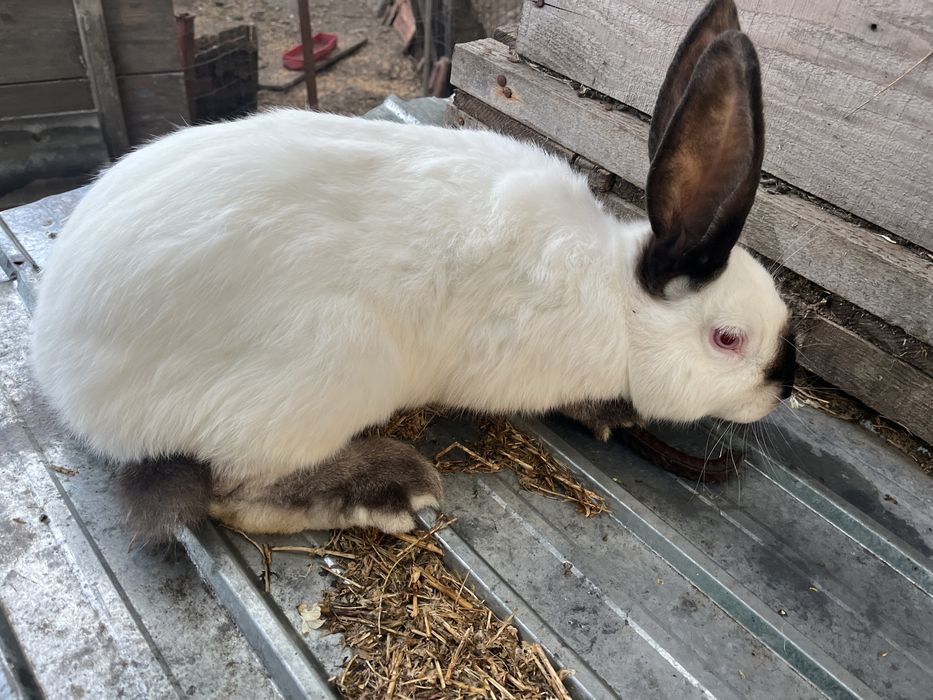 Vand iepuri urias de transilvania.m