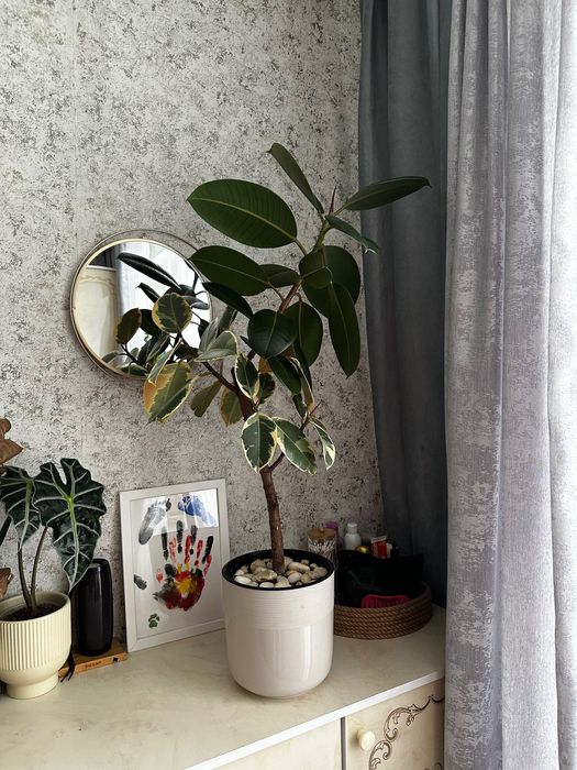 Фикус тенеки и абиджан