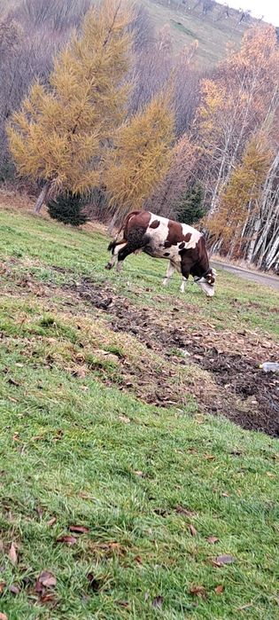 Vând vaca de 7 ani