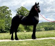Iapă Friesian mânză Frizian